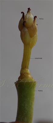 Gynoecium
